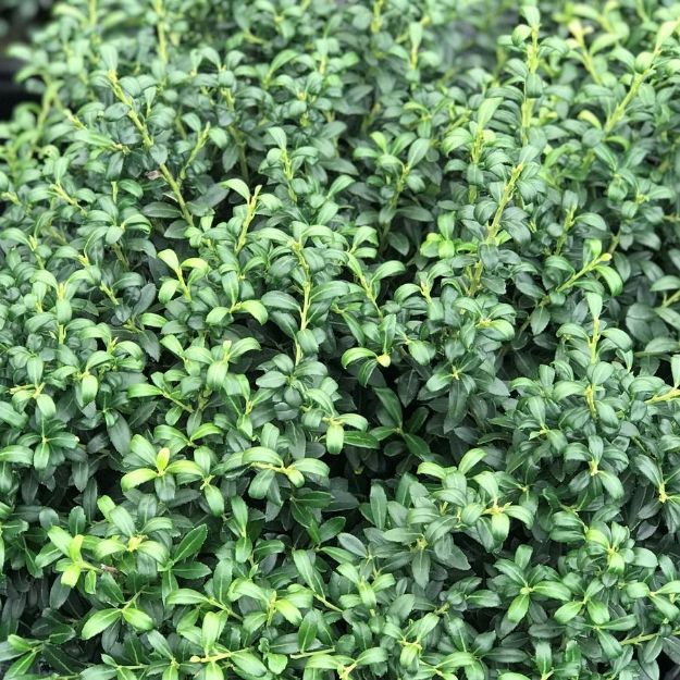Picture of Ilex crenata 'Soft Touch' #3