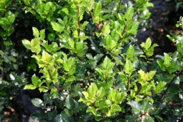 Picture of Ilex x meservae 'Blue Prince' #3