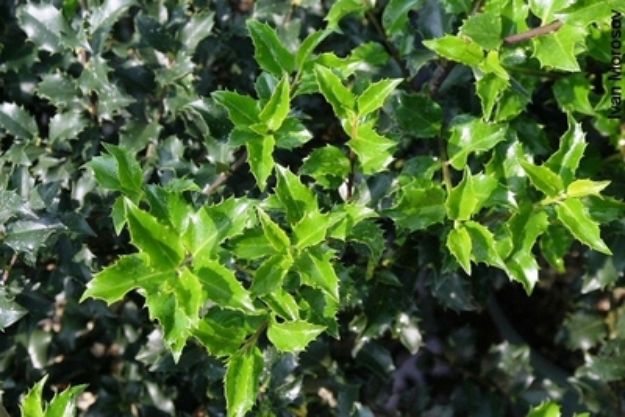 Picture of Ilex x meservae 'Blue Princess' #3