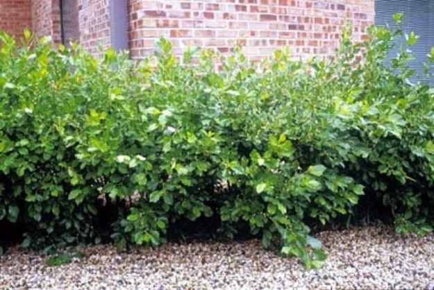 Picture of Ilex verticillata 'Jim Dandy' #3