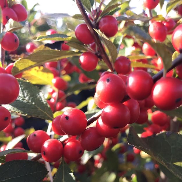 Picture of Ilex verticillata 'Red Sprite' #3