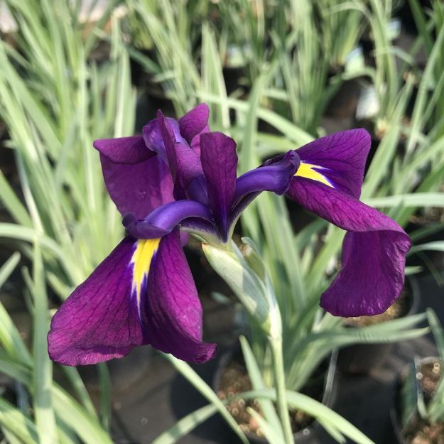 Picture of Iris ensata 'Variegata' #4Q