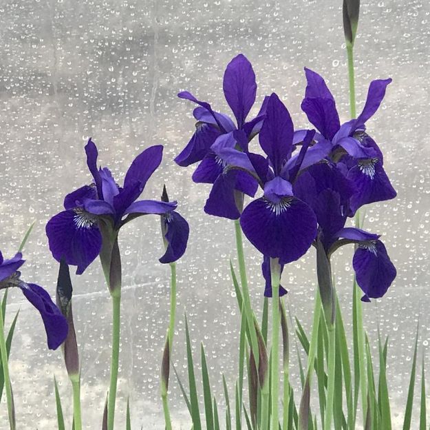 Picture of Iris sibirica 'Caesar's Brother' #4Q
