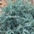 Show details for Juniperus chinensis 'Angelica Blue' #3 Picture of Juniperus chinensis 'Angelica Blue' #3