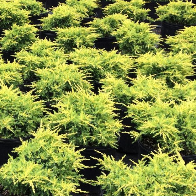 Picture of Juniperus chinensis Gold Star® #3