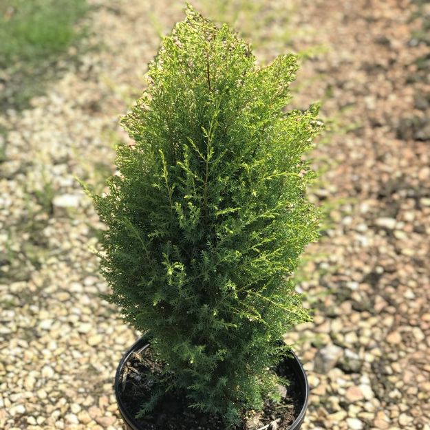 Picture of Juniperus communis 'Gold Cone' #3