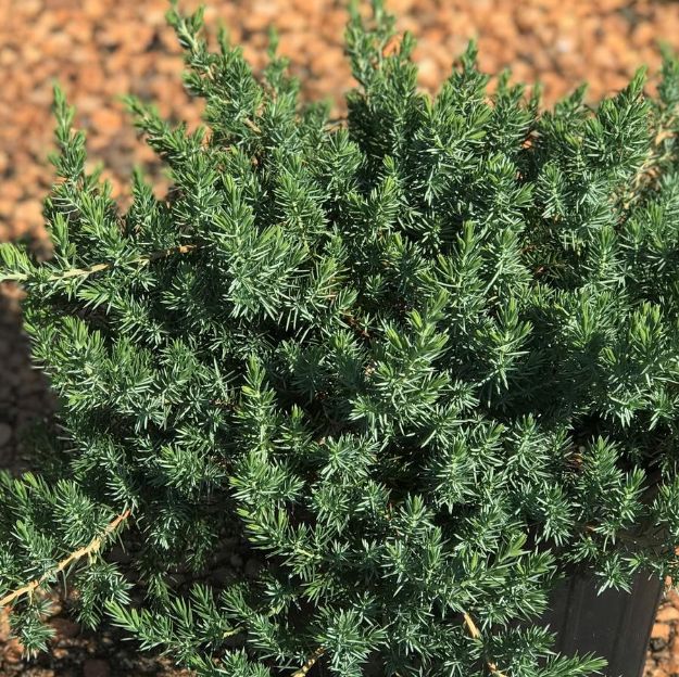 Picture of Juniperus conferta 'Blue Pacific' #3