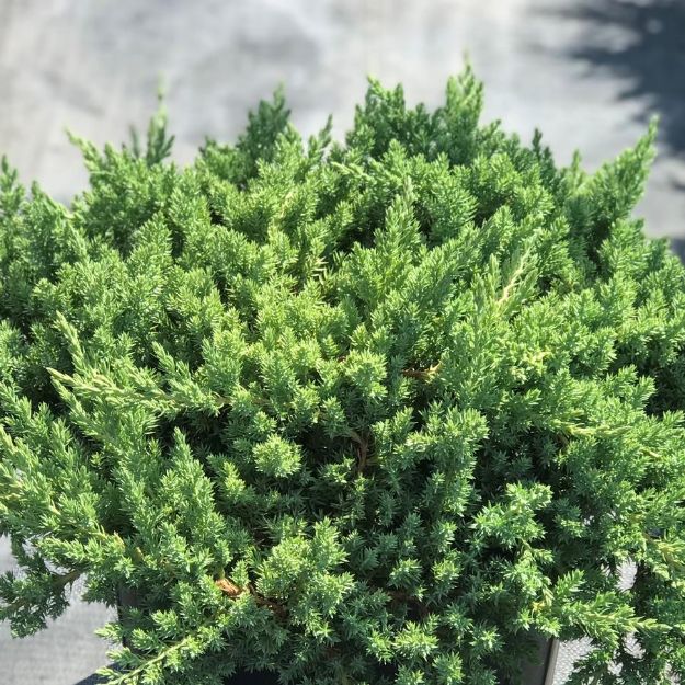 Picture of Juniperus procumbens 'Nana' #3