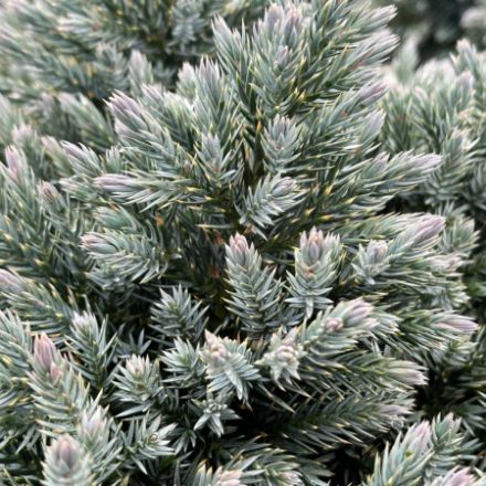 Show details for Juniperus squamata 'Blue Star' #3 Picture of Juniperus squamata 'Blue Star' #3