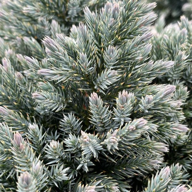 Picture of Juniperus squamata 'Blue Star' #3
