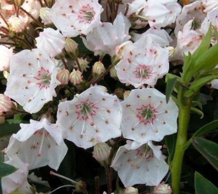 Show details for Kalmia latifolia 'Elf' #3 Picture of Kalmia latifolia 'Elf' #3