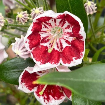Show details for Kalmia latifolia 'Minuet' #3 Picture of Kalmia latifolia 'Minuet' #3