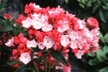 Show details for Kalmia latifolia 'Olympic Fire' #3 Picture of Kalmia latifolia 'Olympic Fire' #3