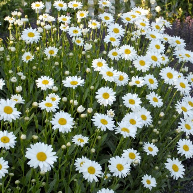 Picture of Leucanthemum x superbum 'Becky' #4Q
