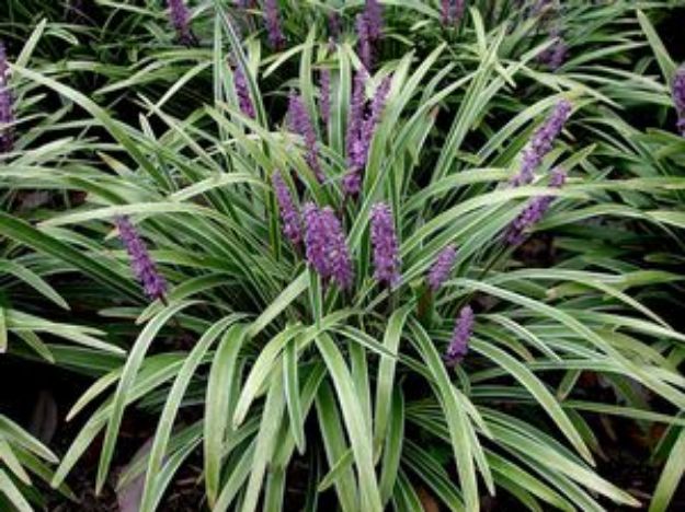 Picture of Liriope muscari 'Variegata' #1