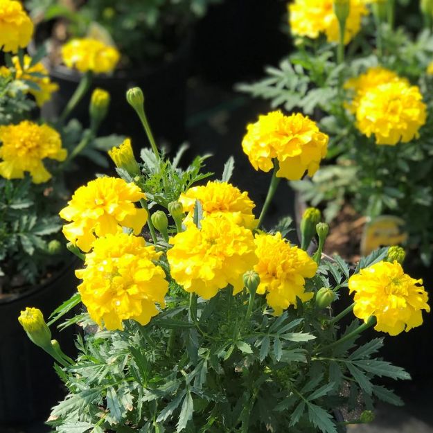 Picture of Marigold Bonanza™ Yellow 6 inch