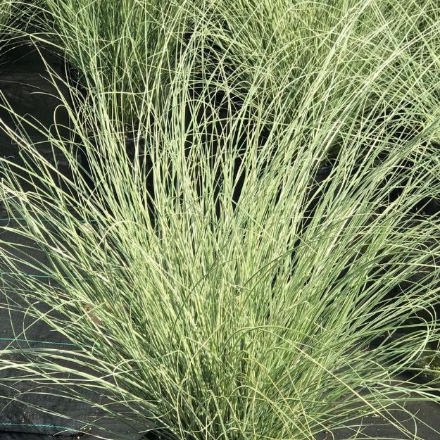 Picture of Miscanthus sinensis 'Morning Light' #4Q