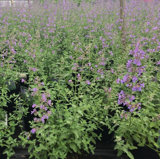 Picture of Nepeta x faassenii 'Walkers Low' #4Q
