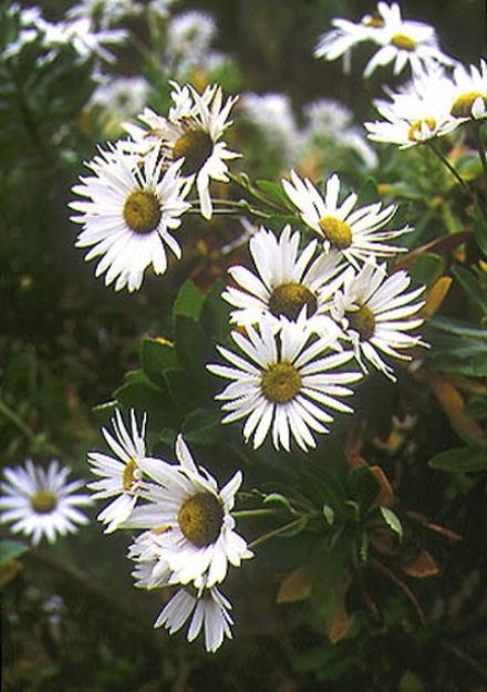 Picture of Nipponanthemum nipponicum #4Q