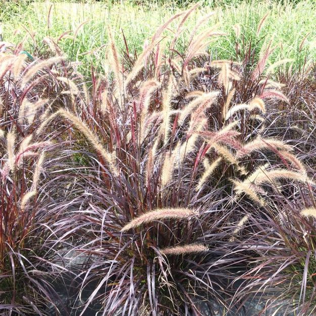 Picture of Pennisetum setaceum 'Rubrum' #4Q