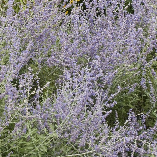 Picture of Perovskia atriplicifolia #4Q
