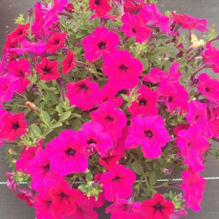 Show details for Petunia Wave® Purple Improved 6 inch Picture of Petunia Wave® Purple Improved 6 inch