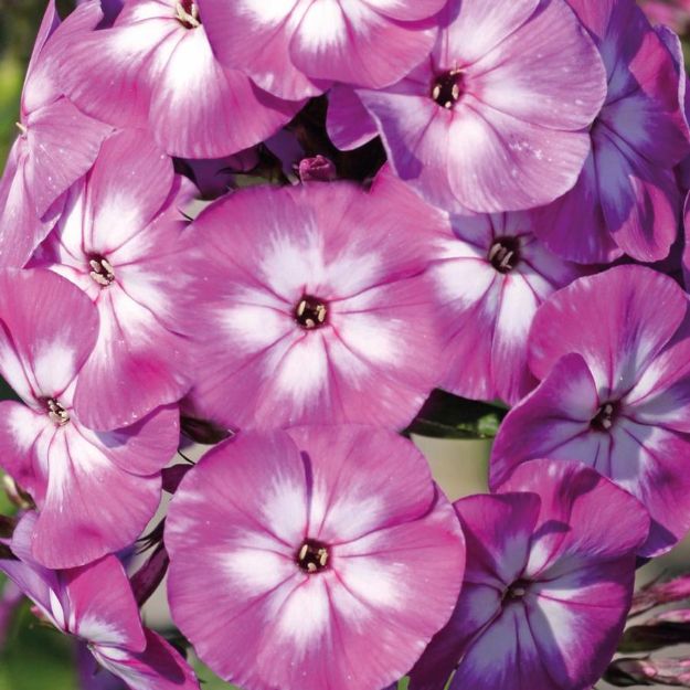 Picture of Phlox paniculata 'Laura' #4Q