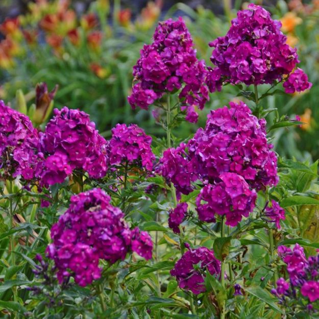 Picture of Phlox paniculata 'Nicky' #4Q