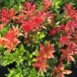 Show details for Pieris japonica 'Mountain Fire' #3 Picture of Pieris japonica 'Mountain Fire' #3