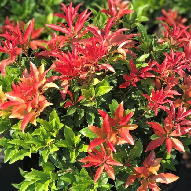 Picture of Pieris japonica 'Mountain Fire' #3