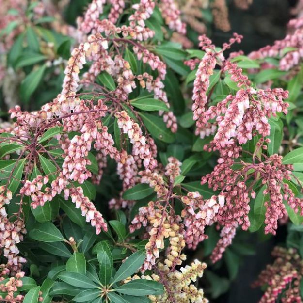 Picture of Pieris japonica 'Valley Rose' #3