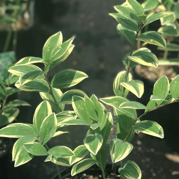 Picture of Polygonatum odoratum 'Variegatum' #4Q