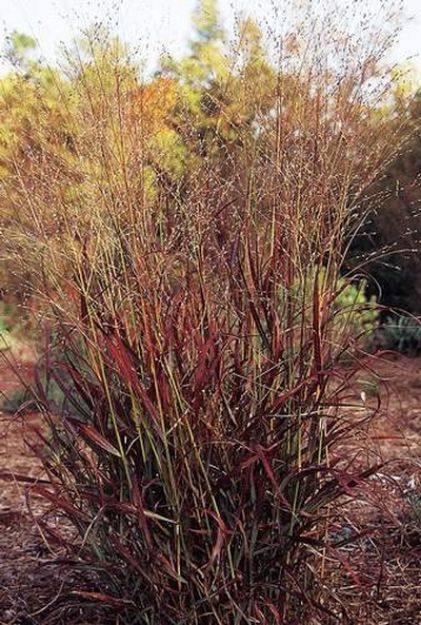 Picture of Panicum virgatum 'Shenandoah' #4Q