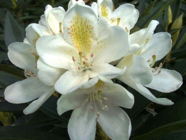 Picture of Rhododendron catawbiense 'Chinoides' #3