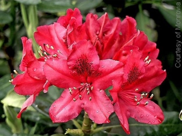 Picture of Rhododendron catawbiense 'Nova Zembla' #3