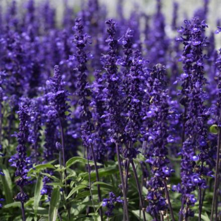 Show details for Salvia farinacea 'Victoria Blue' 6 inch Picture of Salvia farinacea 'Victoria Blue' 6 inch
