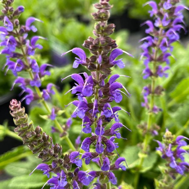 Picture of Salvia x sylvestris 'May Night' #4Q