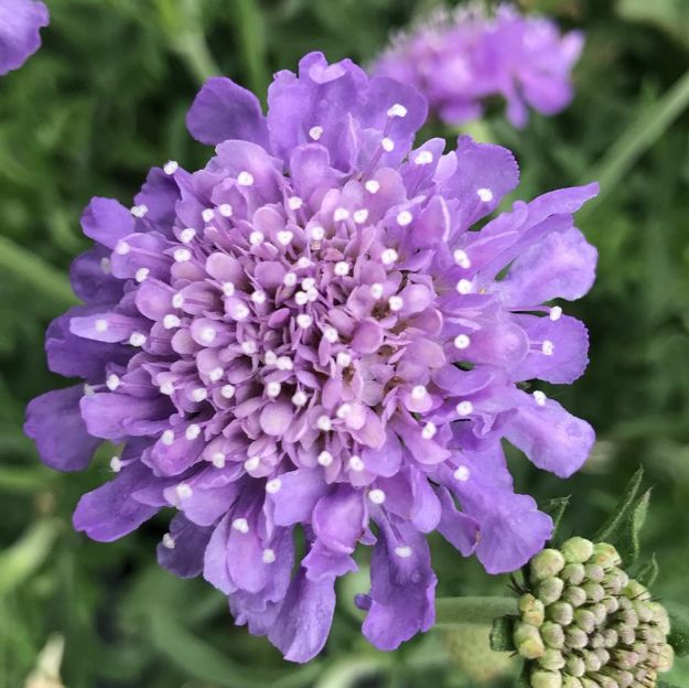 Picture of Scabiosa columbaria 'Butterfly Blue' #4Q