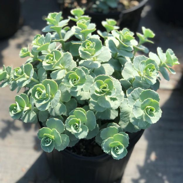 Picture of Sedum sieboldii #4Q