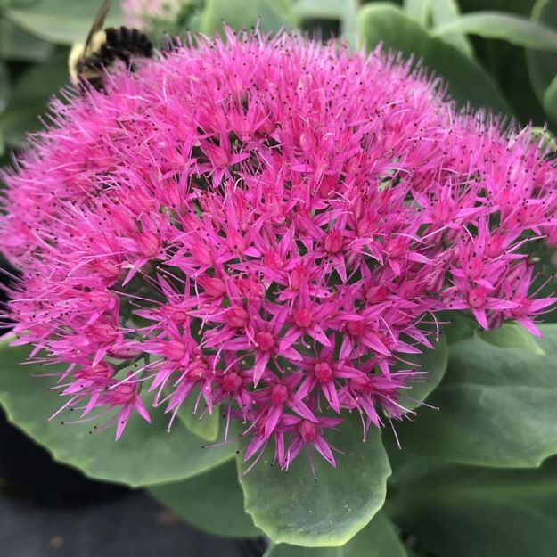 Picture of Sedum 'Neon' #4Q