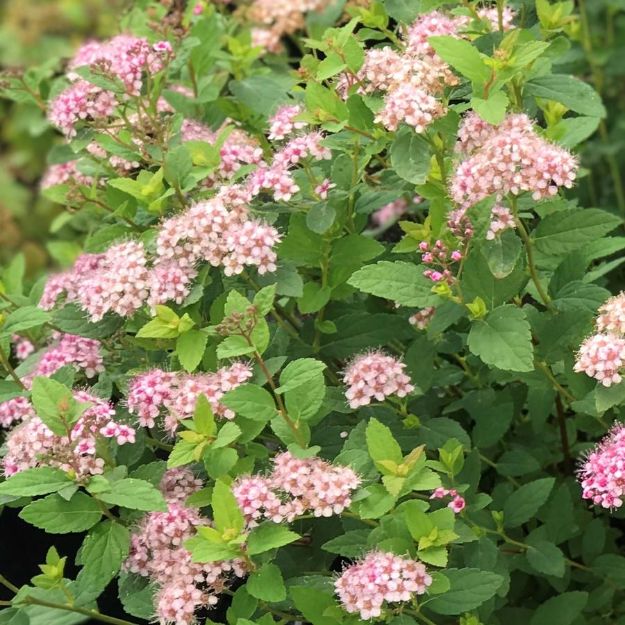 Picture of Spiraea japonica 'Little Princess' #3