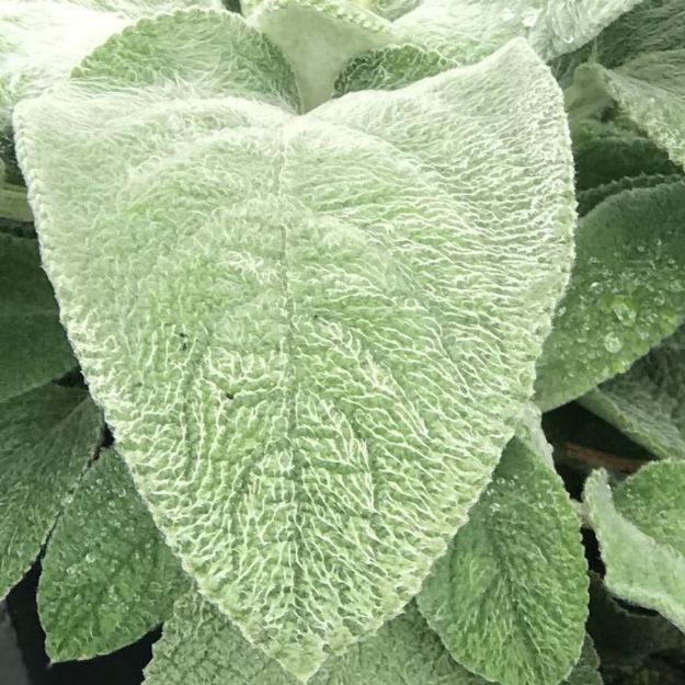 Picture of Stachys byzantina 'Helen von Stein' #4Q