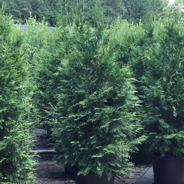 Picture of Thuja plicata 'Green Giant' #7