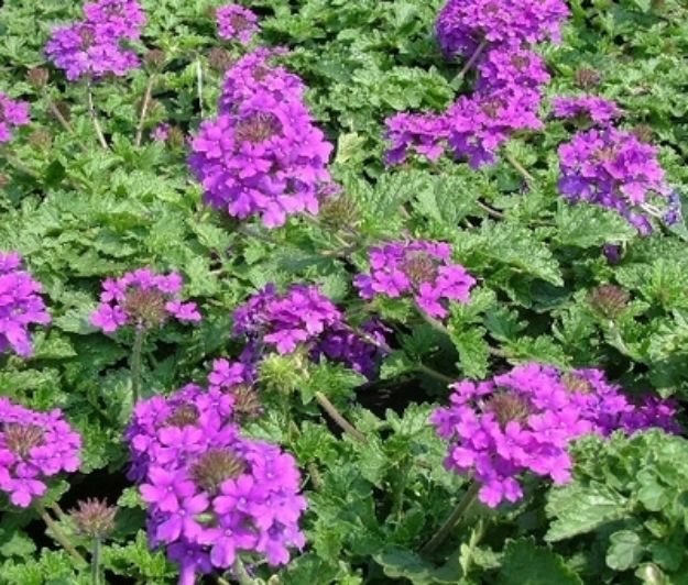 Picture of Verbena canadensis 'Homestead Purple' #4Q