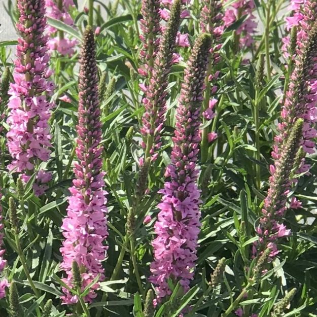 Picture of Veronica spicata 'Giles van Hees' #4Q
