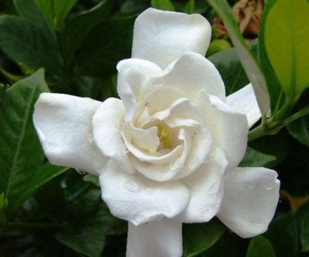 Show details for Gardenia jasminoides 'Chuck Hayes' #3 Picture of Gardenia jasminoides 'Chuck Hayes' #3
