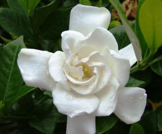 Picture of Gardenia jasminoides 'Chuck Hayes' #3