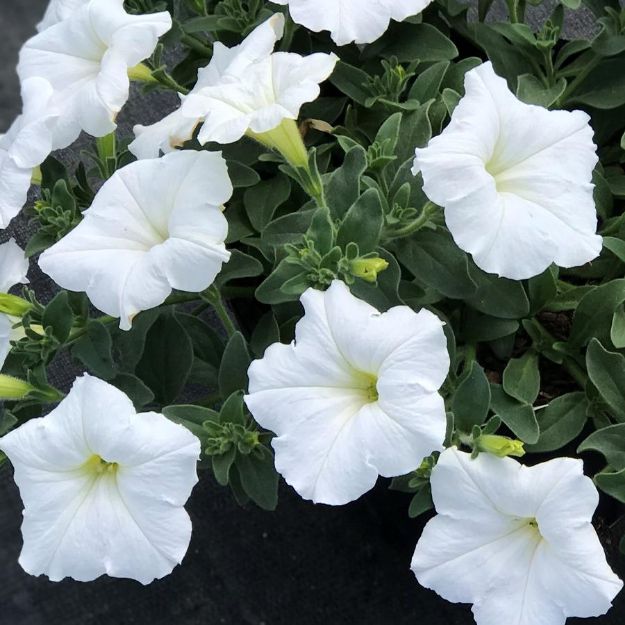 Picture of Petunia Easy Wave® White 6 inch