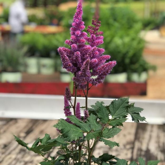 Picture of Astilbe chinensis 'Visions' #4Q