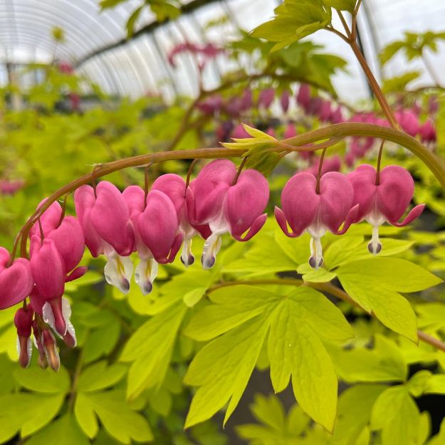 Picture of Dicentra spectabilis 'Gold Heart' #4Q